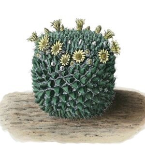 Cluster van Mammillaria karwinskiana cactussen met witte doornen.