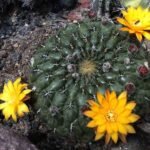 Matucana aureiflora cactus met gele bloemen en groene stekels.