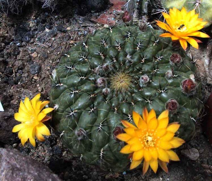 Matucana aureiflora cactus met gele bloemen en groene stekels.
