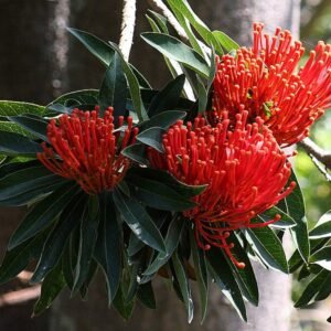 Rode bloemen van Alloxylon op kleigrond.