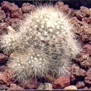 Mammillaria schwarzii cactus met dichte witte stekels en roze bloemen in bloei.