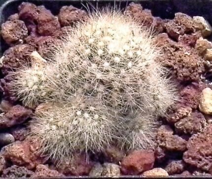 Mammillaria schwarzii cactus met dichte witte stekels en roze bloemen in bloei.