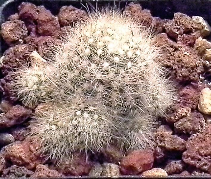 Mammillaria schwarzii cactus met dichte witte stekels en roze bloemen in bloei.