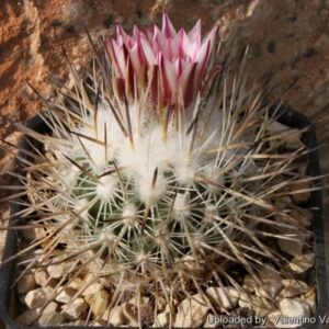 Rapicactus met mandragora-ontwerp op gele achtergrond.