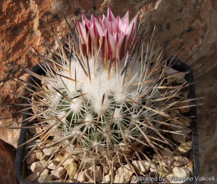 Rapicactus met mandragora-ontwerp op gele achtergrond.