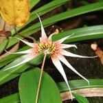 Close-up van gele en bruine Ephippium orchidee bloem op groene bladeren.