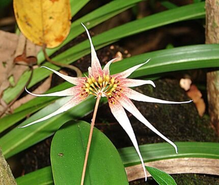 Close-up van gele en bruine Ephippium orchidee bloem op groene bladeren.