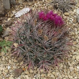 Ferocactus fordii cactus met lange stekels en levendige groene kleur.