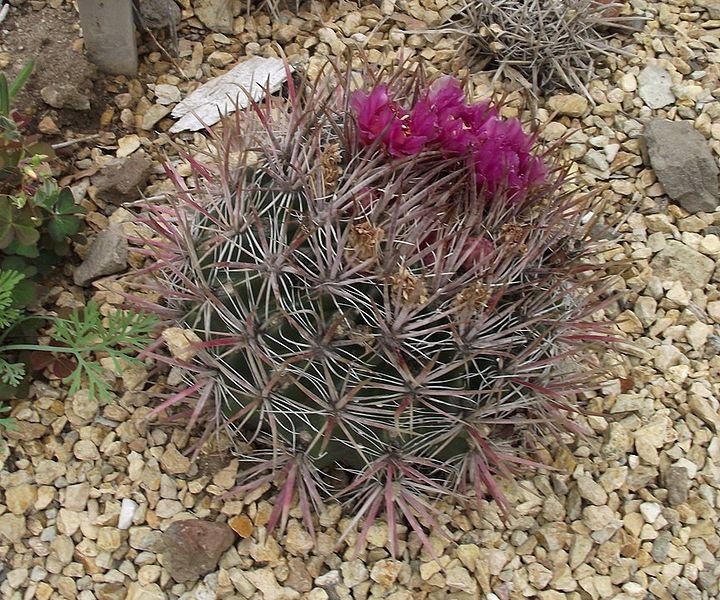 Ferocactus fordii cactus met lange stekels en levendige groene kleur.