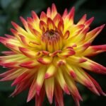 Dahlia bloemen in halfcactusstijl, diverse kleuren en bloemblaadjes.