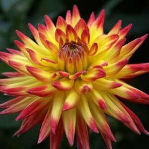 Dahlia bloemen in halfcactusstijl, diverse kleuren en bloemblaadjes.