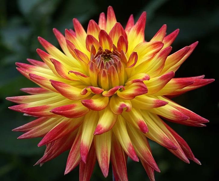 Dahlia bloemen in halfcactusstijl, diverse kleuren en bloemblaadjes.