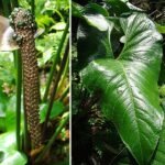 Anthurium watermaliense plant met donkergroene bladeren en rode bloemen