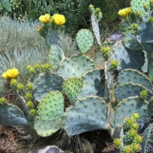 Opuntia cacanapa cactus met platte ovale groene bladeren en gele bloemen.