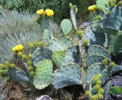 Opuntia cacanapa cactus met platte ovale groene bladeren en gele bloemen.