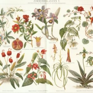 Paphiopedilum orchidee in roze en gele tinten, close-up.