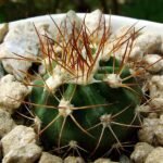 Melocactus deinacanthus met felrode bloem en stekels in zanderige bodem.