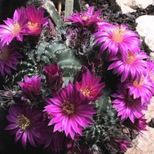 Echinocereus weinbergii cactus met roze bloemen en stekelige groene stengels.