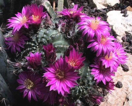 Echinocereus weinbergii cactus met roze bloemen en stekelige groene stengels.