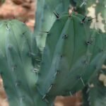 Myrtillocactus geometrizans cactus met groene cilindrische segmenten en kleine witte stekels.