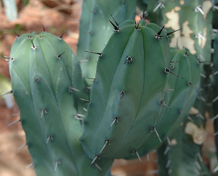 Myrtillocactus geometrizans cactus met groene cilindrische segmenten en kleine witte stekels.