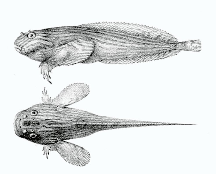 Close-up van paarse en gele Liparis orchidee bloem.