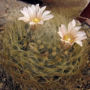 Mammillaria aureilanata cactus met gele stekels en roze bloemen.