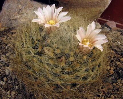 Mammillaria aureilanata cactus met gele stekels en roze bloemen.