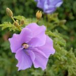 Alyogyne huegelii bloem in zachte lavendelkleur met gele meeldraden.
