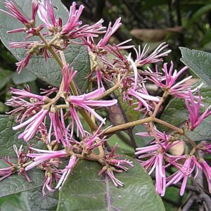 Bloeiende Chionanthus pubescens boom met witte bloemen en groene bladeren.