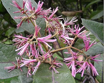 Bloeiende Chionanthus pubescens boom met witte bloemen en groene bladeren.