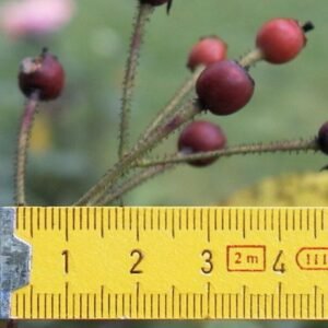 Roze bloem van Rosa 'Veilchenblau' met paarse en witte tinten.