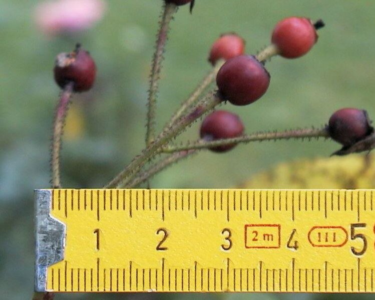 Roze bloem van Rosa 'Veilchenblau' met paarse en witte tinten.