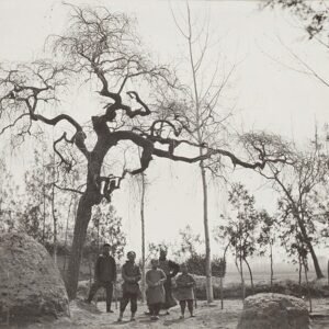 Grafische weergave van Ulmus pumila 'Pendula' boom met hangende takken.