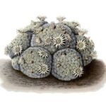 Kleine bolvormige cactus met heldergroene stekels en gele bloemknoppen.