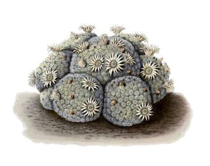 Kleine bolvormige cactus met heldergroene stekels en gele bloemknoppen.