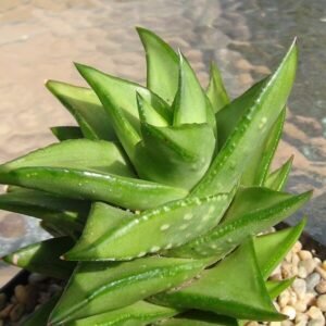 Astroloba tenax plant met puntige groene bladeren en witte bloemen.