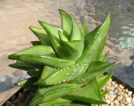 Astroloba tenax plant met puntige groene bladeren en witte bloemen.