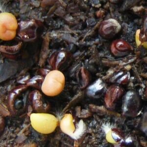 Jonge Astrophytum cactuszaailingen in een pot.