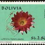 Bloeiende Lobivia pentlandii cactus met felgele bloemen.