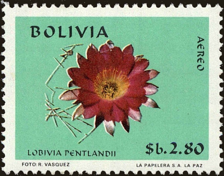 Bloeiende Lobivia pentlandii cactus met felgele bloemen.