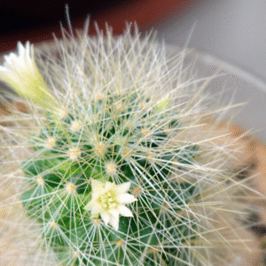 Mammillaria anniana cactus met levendige roze bloemen en groene stekelige stelen.