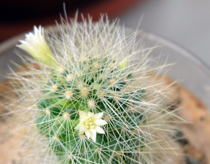Mammillaria anniana cactus met levendige roze bloemen en groene stekelige stelen.