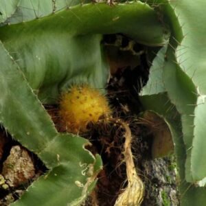 Zwart-witte Deamia testudo shirt met geometrisch design en ronde halslijn.