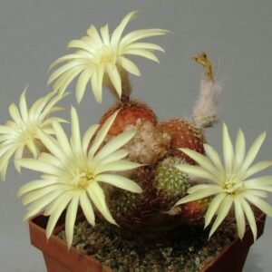 Frailea pumila cactus met groene bolvormige lichaam en witte doornen.