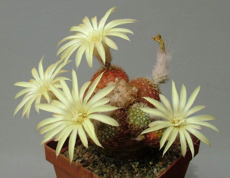 Frailea pumila cactus met groene bolvormige lichaam en witte doornen.