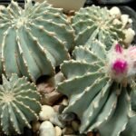 Zeldzame Geohintonia Mexicana cactus met groene kegelvormige stam.