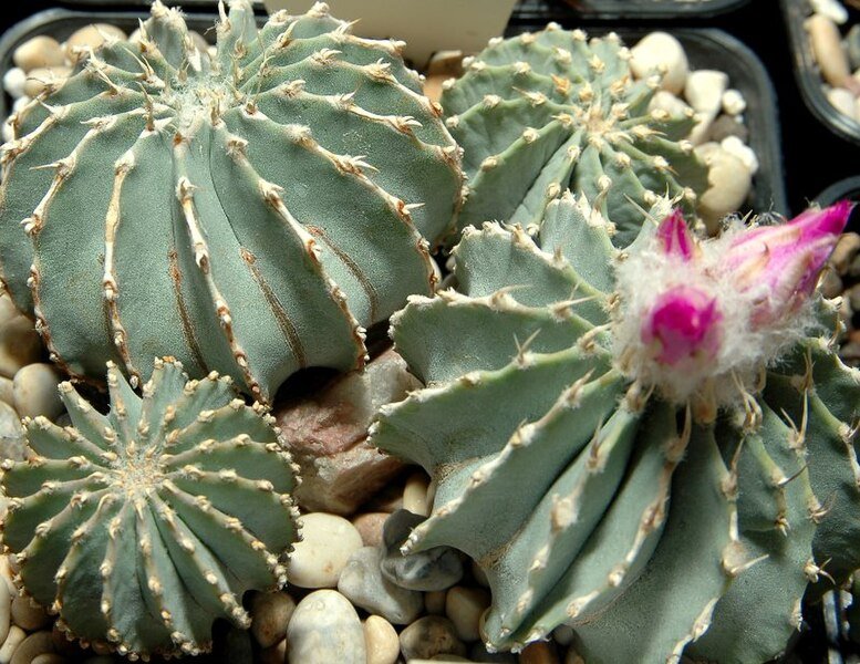Zeldzame Geohintonia Mexicana cactus met groene kegelvormige stam.