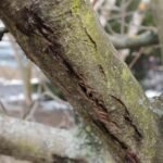 Close-up van Valsaria insitiva schimmel met donkere bolvormige structuren.