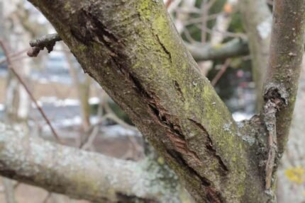 Close-up van Valsaria insitiva schimmel met donkere bolvormige structuren.